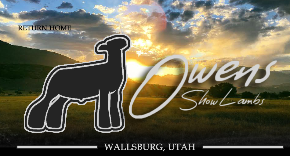 Owens Show Lambs > Wallsburg, Utah