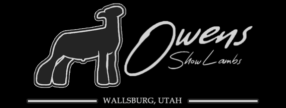Owens Show Lambs
