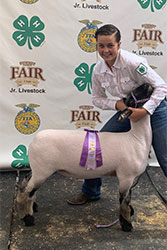 Owens Show Lambs Winners