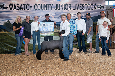 Owens Show Lambs Winners