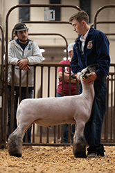 Owens Show Lambs Winners