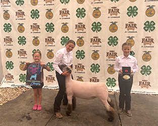Owens Show Lambs Winners