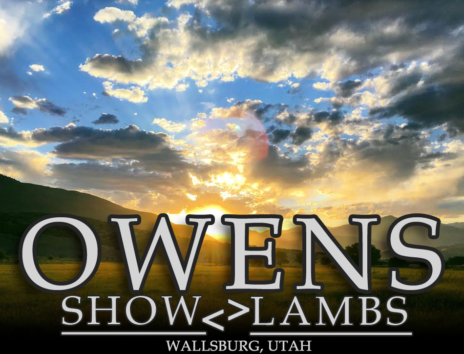 Owens Show Lambs > Wallsburg, Utah